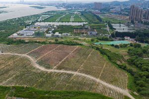 城東垃圾填埋場(chǎng)景觀提升工程 擴(kuò)建工作基本完成